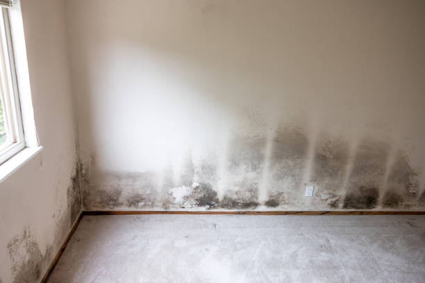 Asbestos and Lead Testing During Mold Inspection in Ash Flat, AR