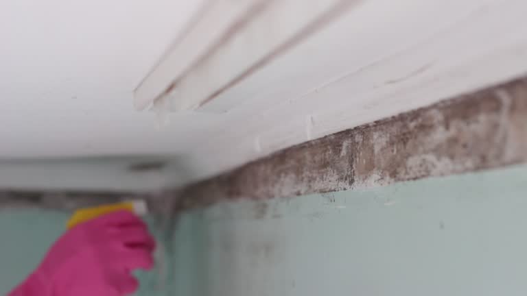 Mold Odor Removal Services in Ash Flat, AR